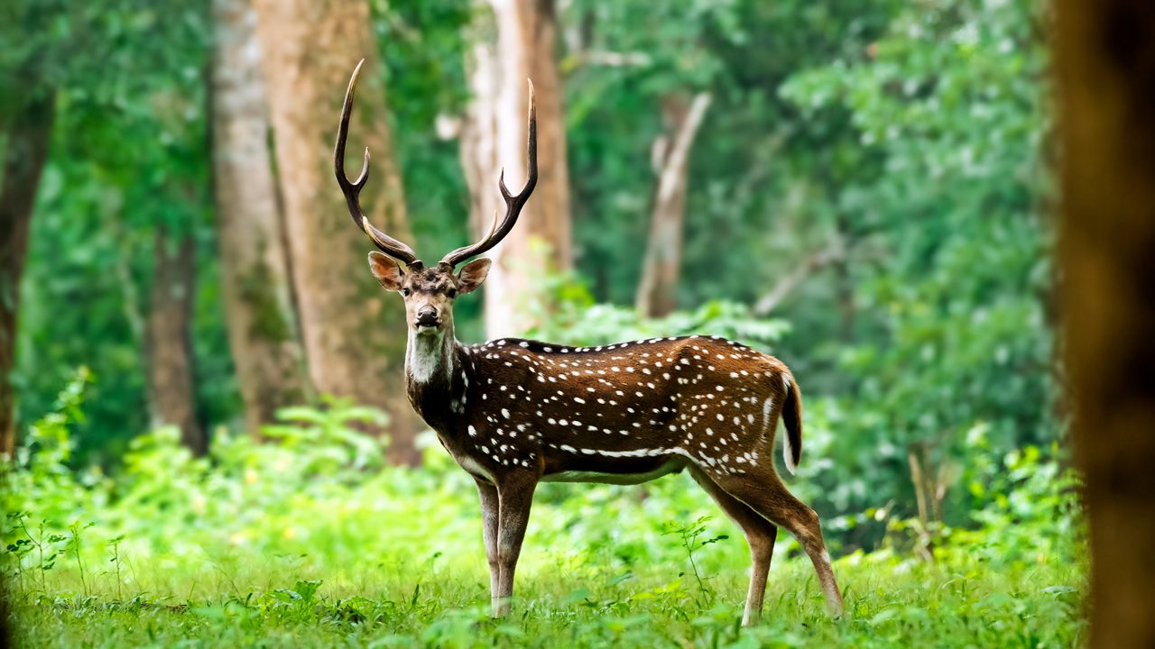 Kasu Brahmananda Reddy National Park